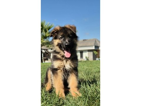 Secereli alman çoban köpeği yavruları ıstanbul