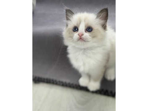 Ragdoll yavru kediler