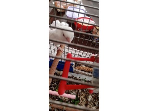 Albino kırmızı göz dişi forpus