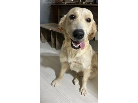 1 yaşında golden izmirden ücretsiz sahiplendirilcek
