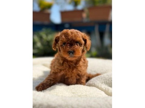 Bir kez görün vazgeçemeyeceksiniz toy poodle