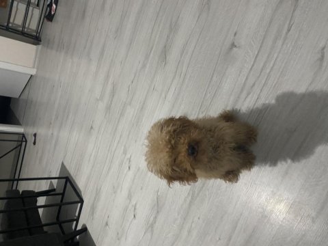 6 aylık erkek toy poodle