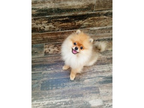 Pomeranian köpeği