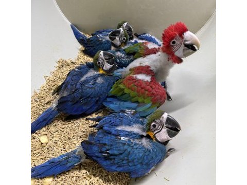 Belgeli faturalı mikro çipli bebek macaw yavrumuz