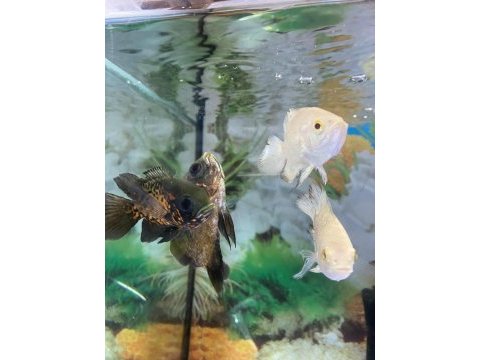 Erkut pet'den albino kaplan oscar astronot balıkları