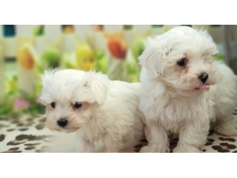 Erkek yavru maltese