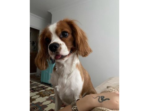 Evinizin neşesi rom cavalier king