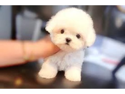 Mini mini büyümeyen boy maltipoo yavrular