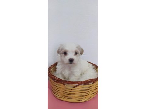 Maltipoo bebekler teslime hazır