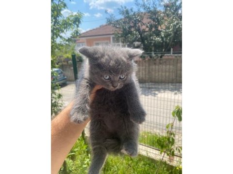 British shorthair 1 dişi ve 1 erkek