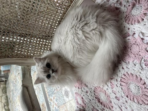 Dişi british longhair bir yaşında