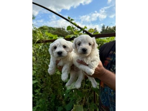 Yavru 2 aylık köpeğimiz