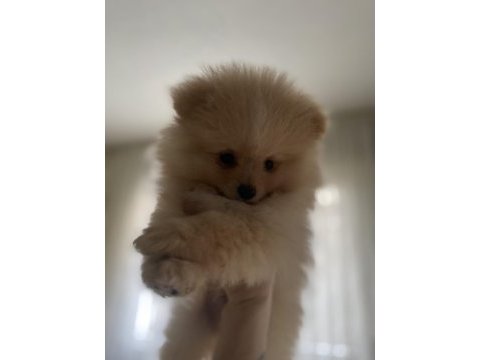 Köpeğimiz boyka sahibini arıyor