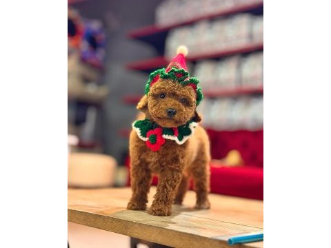 Toy poodle bebekleri