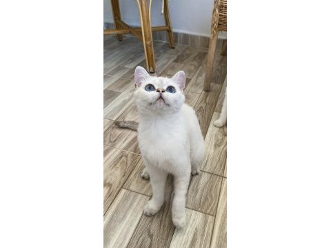 Maviş british kardeşler