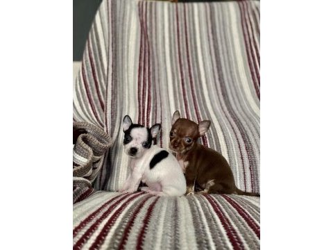 Kilo garantili teacup chihuahua yavruları