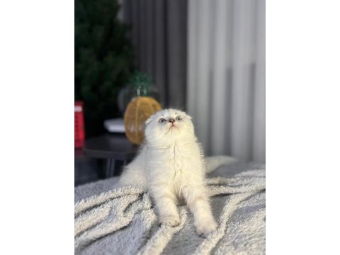A kalite scottish fold bebek