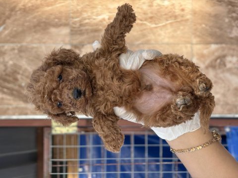 Sevimli toy poodle yavrularımız 