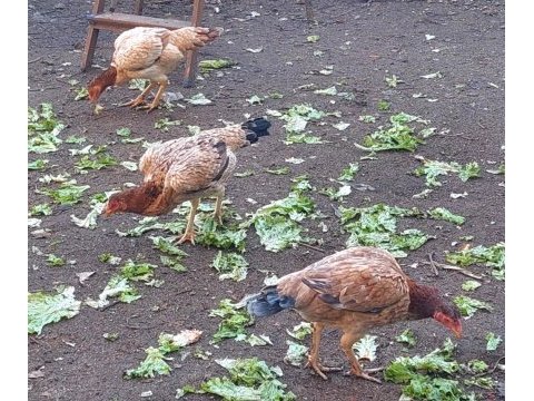Safkan ırk horoz tavukları