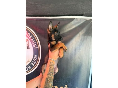 Şampiyon babanın şampiyon malinois yavrularımız