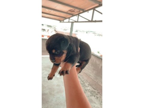 Bursa yavru rottweiler köpeklerimiz