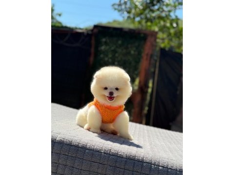 Gülen surat pomeranian boo miniğimiz