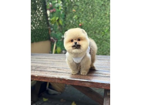 Güzeller güzeli pomeranian oyuncu yavrularımız