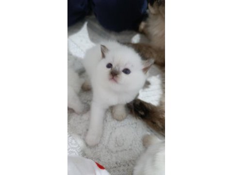 Bal çocuk kediler