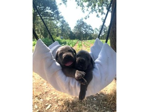 Kaliteli sağlıklı cane corso bebekler