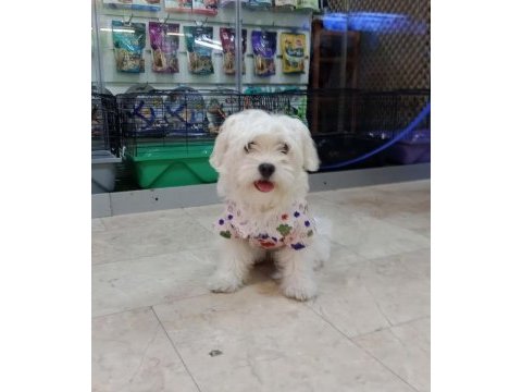 Maltese terrier köpeği