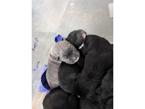 Cane corso yavrular orjinaldir