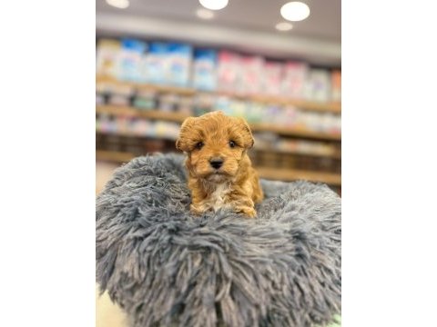 Orjinal babyface maltipoo bebeklerimiz