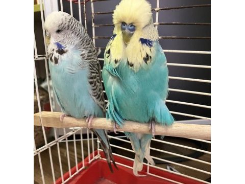 Show jumbo muhabbet kuşu
