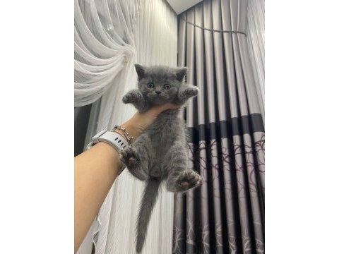 2 aylık british shorthair yavrularım