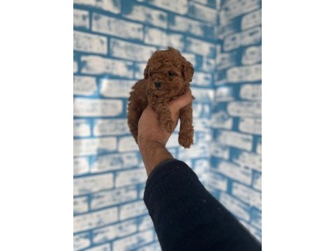 Toy poodle yavruları