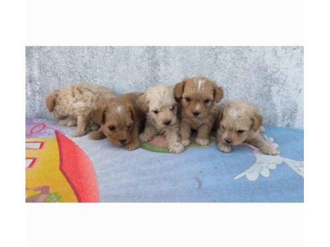Poodle kalitesinde maltipoo minnaklarım