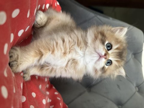 Pamuk safkan brıtısh longhair