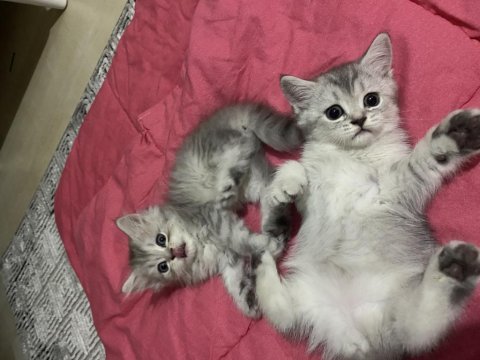 British shorthair dişi