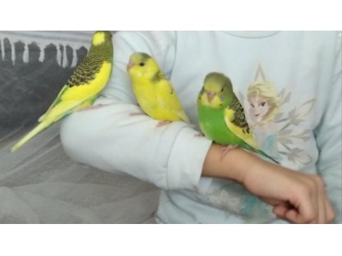 Yavru erkek muhabbet kuşu