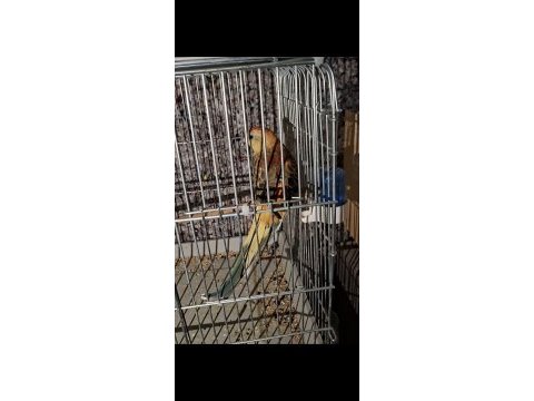 Şarkıcı paraket takımı kuşumuz