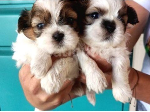 Shih tzu (şitsu) dişi ve erkek