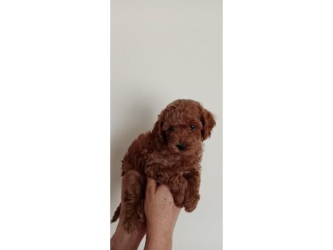 Poodle akademi köpeği