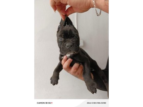 Cane corso yavrularımız ırk garantilidir
