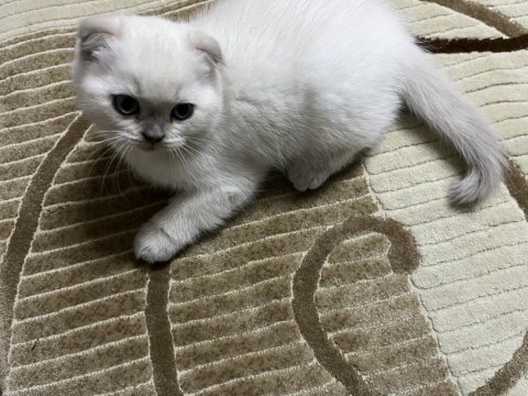 British shorthair ve scottish fold blue point 2 aylık