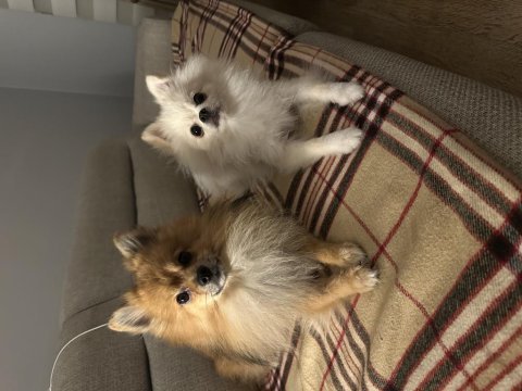 Eş pomeranian boo