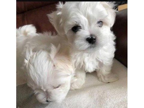Orjinal ırk maltese terrier sağlık ve ırk garantidir