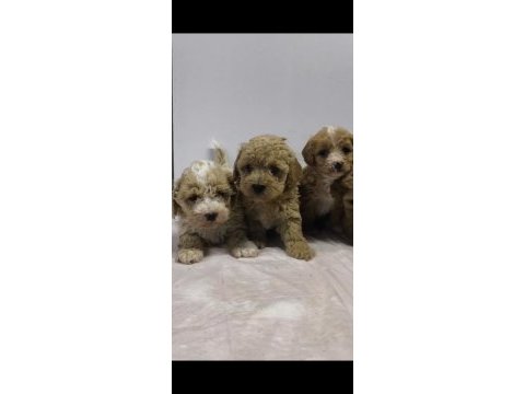 Maltipoo bebekleri