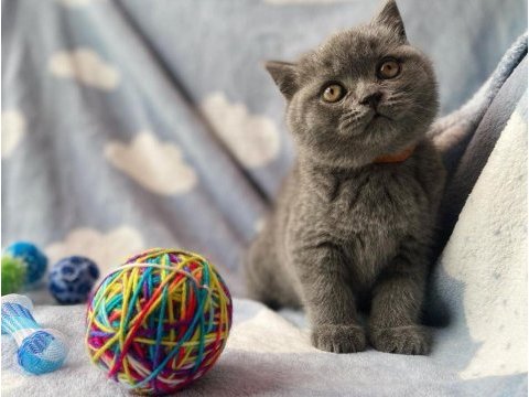 British shorthair yavruları
