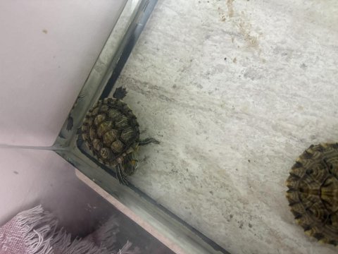 Su kaplumbağası ve akvaryumu