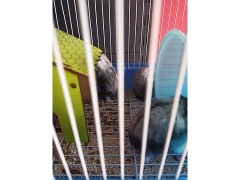 Gonzales hamster yavruları